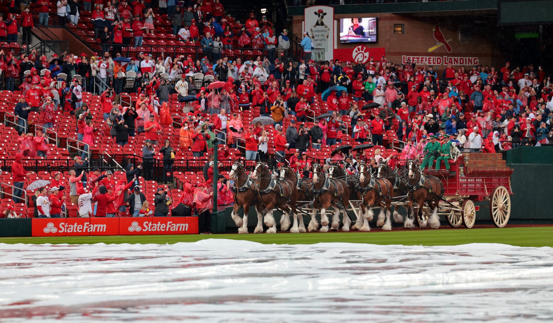Cardinals fans soaked as they await season opener against Twins